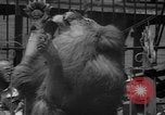 Image of animal tamer Clyde Beatty Atlantic City New Jersey USA, 1939, second 53 stock footage video 65675047782