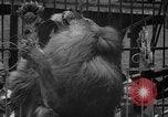 Image of animal tamer Clyde Beatty Atlantic City New Jersey USA, 1939, second 54 stock footage video 65675047782