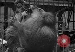 Image of animal tamer Clyde Beatty Atlantic City New Jersey USA, 1939, second 55 stock footage video 65675047782