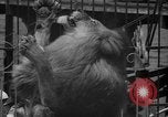 Image of animal tamer Clyde Beatty Atlantic City New Jersey USA, 1939, second 56 stock footage video 65675047782