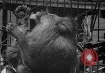 Image of animal tamer Clyde Beatty Atlantic City New Jersey USA, 1939, second 57 stock footage video 65675047782