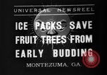 Image of dry fruit tress Montezuma Georgia USA, 1937, second 1 stock footage video 65675047803