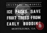 Image of dry fruit tress Montezuma Georgia USA, 1937, second 3 stock footage video 65675047803