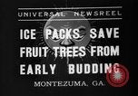 Image of dry fruit tress Montezuma Georgia USA, 1937, second 4 stock footage video 65675047803