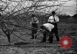 Image of dry fruit tress Montezuma Georgia USA, 1937, second 26 stock footage video 65675047803