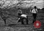 Image of dry fruit tress Montezuma Georgia USA, 1937, second 27 stock footage video 65675047803