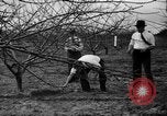 Image of dry fruit tress Montezuma Georgia USA, 1937, second 28 stock footage video 65675047803
