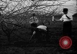 Image of dry fruit tress Montezuma Georgia USA, 1937, second 29 stock footage video 65675047803