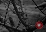 Image of dry fruit tress Montezuma Georgia USA, 1937, second 32 stock footage video 65675047803