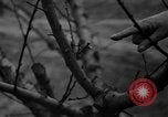 Image of dry fruit tress Montezuma Georgia USA, 1937, second 33 stock footage video 65675047803