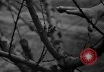 Image of dry fruit tress Montezuma Georgia USA, 1937, second 34 stock footage video 65675047803