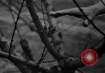 Image of dry fruit tress Montezuma Georgia USA, 1937, second 35 stock footage video 65675047803
