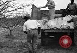 Image of dry fruit tress Montezuma Georgia USA, 1937, second 39 stock footage video 65675047803