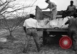 Image of dry fruit tress Montezuma Georgia USA, 1937, second 40 stock footage video 65675047803