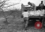 Image of dry fruit tress Montezuma Georgia USA, 1937, second 41 stock footage video 65675047803