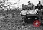 Image of dry fruit tress Montezuma Georgia USA, 1937, second 42 stock footage video 65675047803