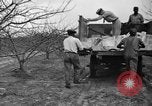 Image of dry fruit tress Montezuma Georgia USA, 1937, second 43 stock footage video 65675047803