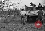 Image of dry fruit tress Montezuma Georgia USA, 1937, second 44 stock footage video 65675047803
