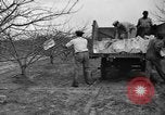 Image of dry fruit tress Montezuma Georgia USA, 1937, second 45 stock footage video 65675047803