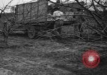 Image of dry fruit tress Montezuma Georgia USA, 1937, second 46 stock footage video 65675047803