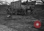 Image of dry fruit tress Montezuma Georgia USA, 1937, second 48 stock footage video 65675047803