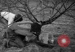 Image of dry fruit tress Montezuma Georgia USA, 1937, second 52 stock footage video 65675047803