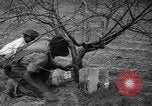 Image of dry fruit tress Montezuma Georgia USA, 1937, second 55 stock footage video 65675047803