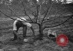 Image of dry fruit tress Montezuma Georgia USA, 1937, second 56 stock footage video 65675047803