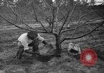 Image of dry fruit tress Montezuma Georgia USA, 1937, second 57 stock footage video 65675047803