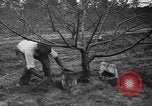 Image of dry fruit tress Montezuma Georgia USA, 1937, second 58 stock footage video 65675047803