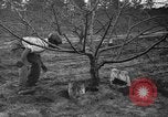 Image of dry fruit tress Montezuma Georgia USA, 1937, second 59 stock footage video 65675047803
