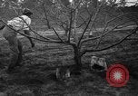 Image of dry fruit tress Montezuma Georgia USA, 1937, second 60 stock footage video 65675047803