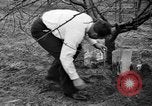Image of dry fruit tress Montezuma Georgia USA, 1937, second 61 stock footage video 65675047803