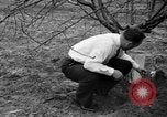 Image of dry fruit tress Montezuma Georgia USA, 1937, second 62 stock footage video 65675047803