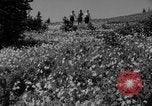 Image of Mount Rainer National Park Washington State United States USA, 1935, second 20 stock footage video 65675047822