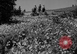 Image of Mount Rainer National Park Washington State United States USA, 1935, second 22 stock footage video 65675047822