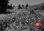 Image of Mount Rainer National Park Washington State United States USA, 1935, second 24 stock footage video 65675047822