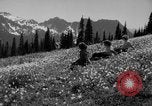 Image of Mount Rainer National Park Washington State United States USA, 1935, second 28 stock footage video 65675047822