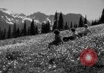 Image of Mount Rainer National Park Washington State United States USA, 1935, second 30 stock footage video 65675047822