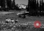 Image of Mount Rainer National Park Washington State United States USA, 1935, second 41 stock footage video 65675047822