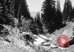 Image of Mount Rainer National Park Washington State United States USA, 1935, second 42 stock footage video 65675047822