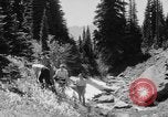 Image of Mount Rainer National Park Washington State United States USA, 1935, second 45 stock footage video 65675047822