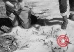 Image of Mount Rainer National Park Washington State United States USA, 1935, second 56 stock footage video 65675047822