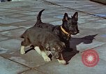 Immagine di Adolf Hitler cani Berchtesgaden Germania, 1940, secondo 1 filmato di repertorio 65675047969