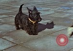 Immagine di Adolf Hitler cani Berchtesgaden Germania, 1940, secondo 3 filmato di repertorio 65675047969