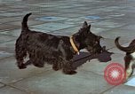 Immagine di Adolf Hitler cani Berchtesgaden Germania, 1940, secondo 4 filmato di repertorio 65675047969