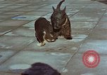 Immagine di Adolf Hitler cani Berchtesgaden Germania, 1940, secondo 5 filmato di repertorio 65675047969