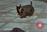 Immagine di Adolf Hitler cani Berchtesgaden Germania, 1940, secondo 6 filmato di repertorio 65675047969