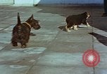 Immagine di Adolf Hitler cani Berchtesgaden Germania, 1940, secondo 7 filmato di repertorio 65675047969