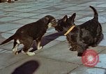 Immagine di Adolf Hitler cani Berchtesgaden Germania, 1940, secondo 9 filmato di repertorio 65675047969